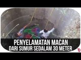 Penyelamatan Macan Dari Sumur Sedalam 30 Meter