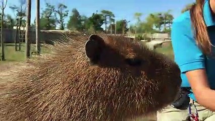 Wild Discovery Animal Experience is a small zoo/ animal conservation centre at Ribby Hall