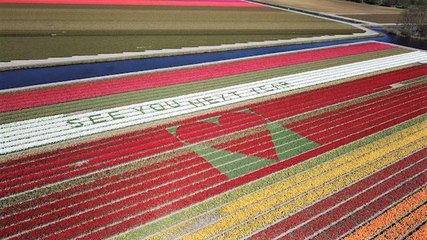 Flower company creates beautiful message from tulips