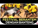 Jallikattu, Festival Berantem Dengan Banteng