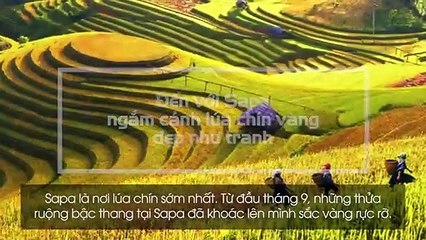 Mùa thu, hãy đến với Tây Bắc để đắm mình trong vẻ đẹp rực rỡ của những thửa ruộng bậc thang