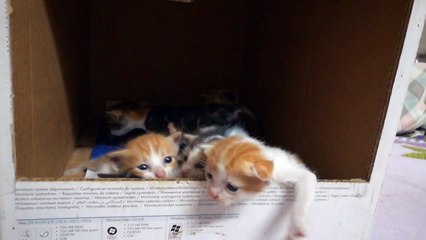 Kitties Says Where Are Your Mummy