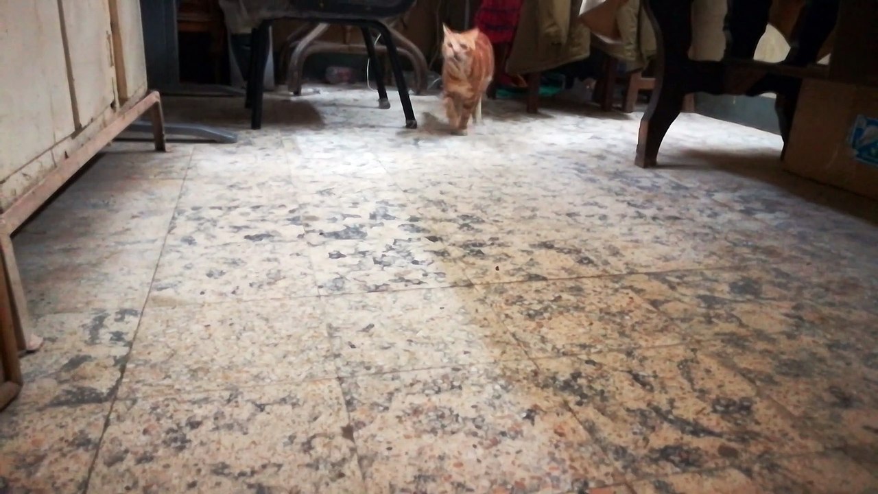 Kitty Trained As Leach Catcher