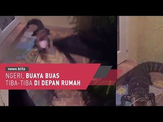 Ngeri, Ada Buaya Buas Tiba-Tiba di Depan Rumah