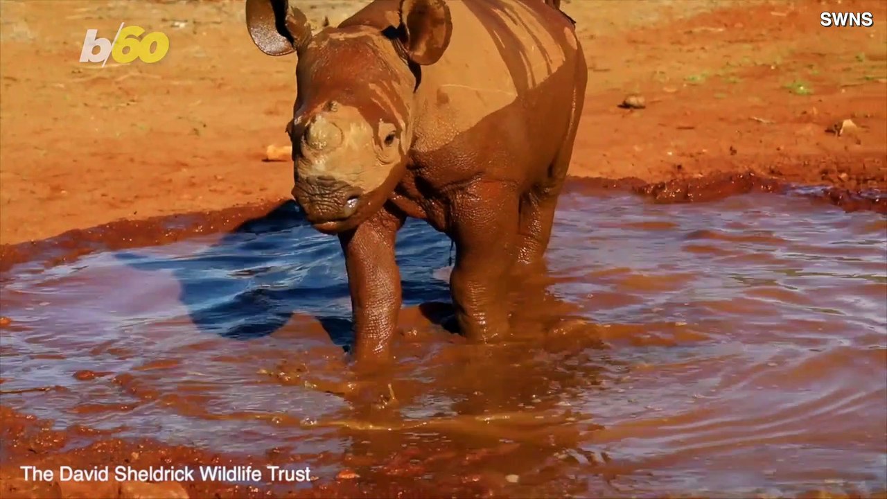 Rhino Riches! Infant Black Rhino Lives in the Lap of Luxury by Carers in Kenyan Wildlife Park!