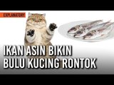 Benarkah Ikan Asin Bikin Bulu Kucing Rontok?