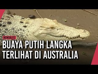 Buaya Putih  Langka Terlihat Di Australia