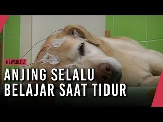 Anjing Selalu Belajar Saat Tidur