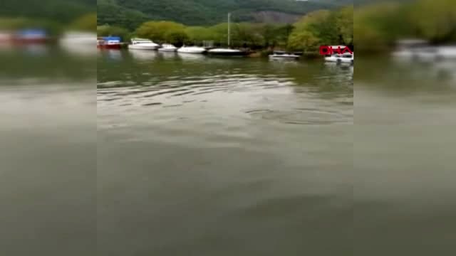 BARTIN Balıkların peşinden gelen yunus ırmağa girdi