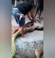 Animal encontrado dentro de uma cobra gigante impressiona