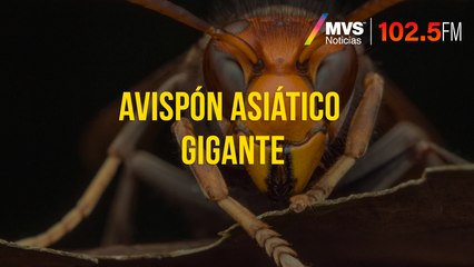 Avispones gigantes asiáticos