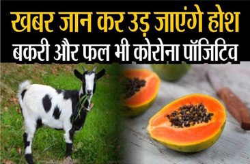 खबर जान कर उड़ जाएंगे होश  बकरी और फल भी कोरोना पॉजिटिव