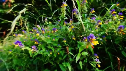 Nature And Wildlife Video – Bird and animal is beautiful creature on our planet