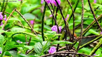10 Most Spectacular Hummingbirds in the World