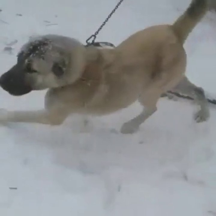 ADAMCI ve CILGIN SiVAS KANGAL KOPEGi GOREV BASINDA - ANGRY KANGAL DOG in GARDEN