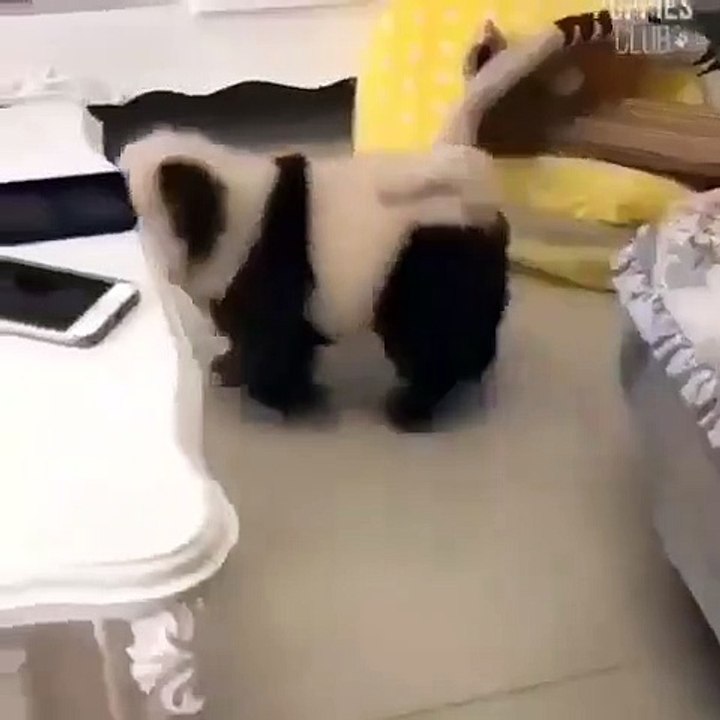 Funny Puppy Video Part 3