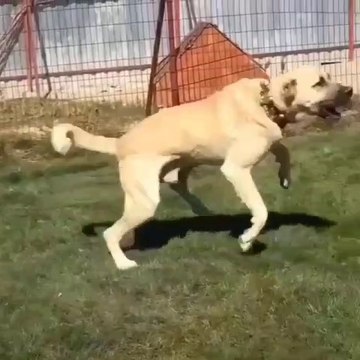 KIZGIN ASLAN KUKRUYOR - ANGRY ANATOLiAN SHEPHERD DOG