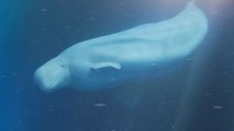 El primer santuario en aguas abiertas, listo para acoger dos ballenas beluga