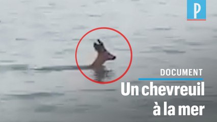 Bassin d'Arcachon : un chevreuil se baigne à la Pointe du Cap Ferret