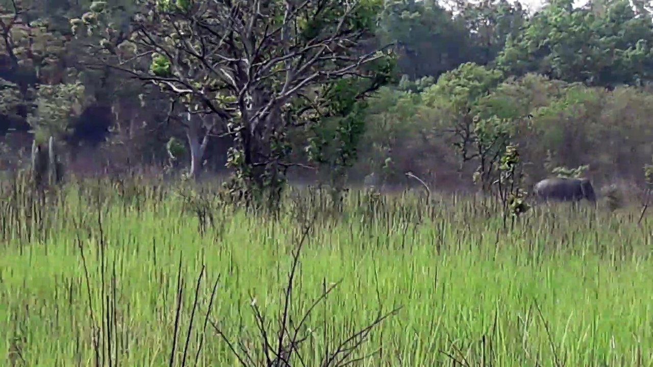 जंगली हाथी दूधवा राष्ट्रीय उद्यान उत्तर प्रदेश भारत में................Wild Elephant At Dudhwa National Park, Uttar Pradesh, India.