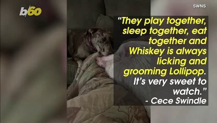 Must See Video Shows a Dog & a Pig Making Quite the Cute Lockdown Couple!