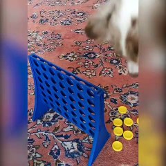 Regardez la réaction de ce chien qui s’énerve après avoir joué au jeu Puissance 4 avec son maître