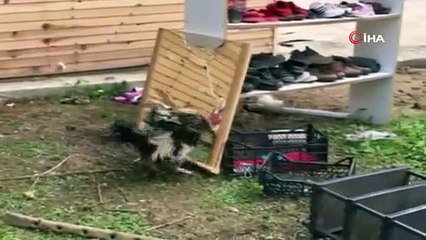 Horoz aynada kendini görürse