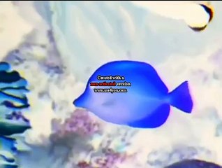 Baby Einstein - Baby Neptuno - Descubriendo el Agua in G Major