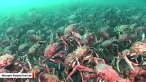 This Video Of Giant Spider Crabs Is Straight Out Of Horror Movie