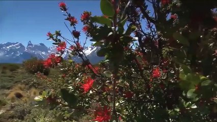Amazing Spectacle! Mother Crocodile Jump Into The Air To Punish Eagle To Keep He