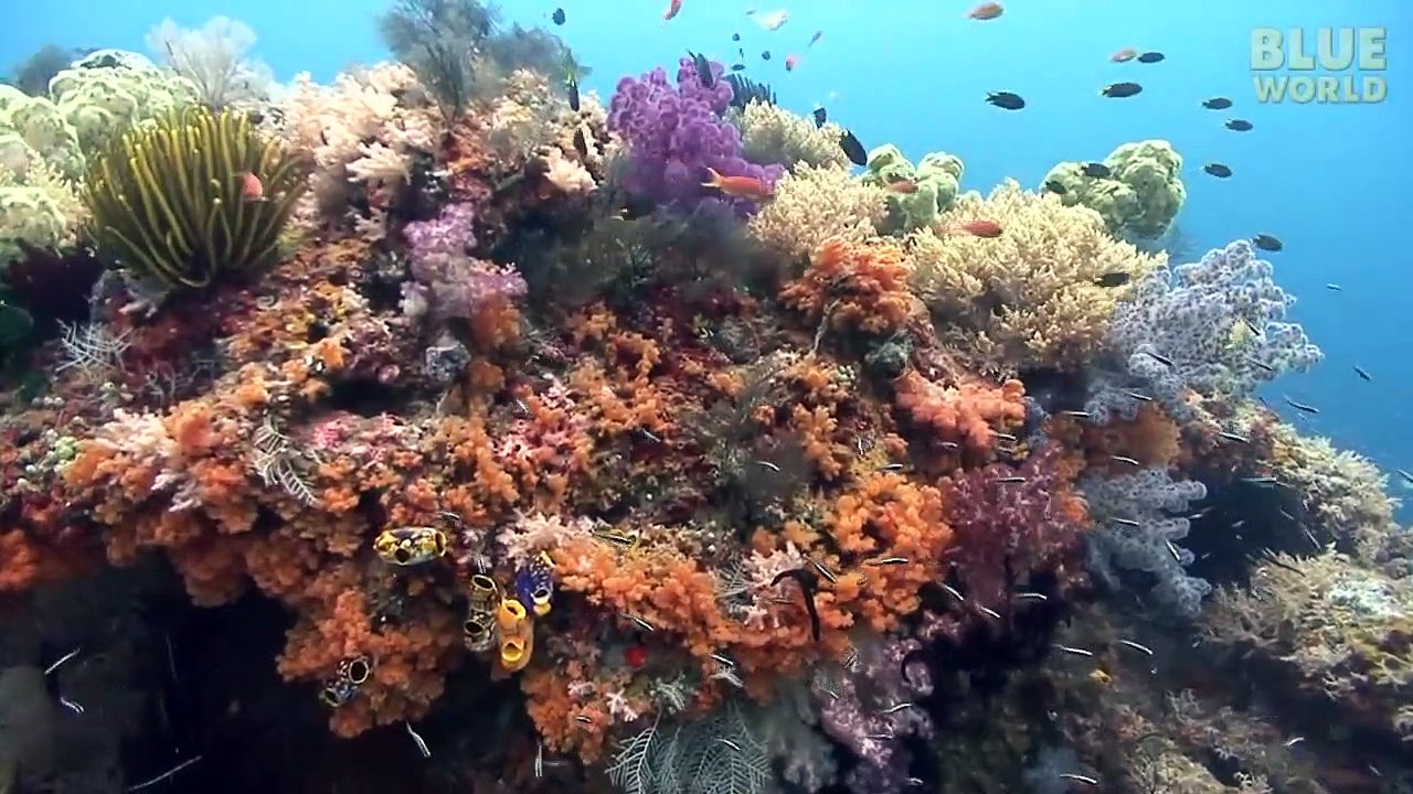 Sea Snake Island _ JONATHAN BIRD'S BLUE WORLD