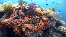 Sea Snake Island _ JONATHAN BIRD'S BLUE WORLD