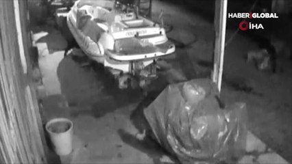 Pitbull dehşeti saniye saniye kamerada!