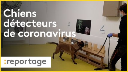 Des chiens entraînés à détecter l'odeur du coronavirus