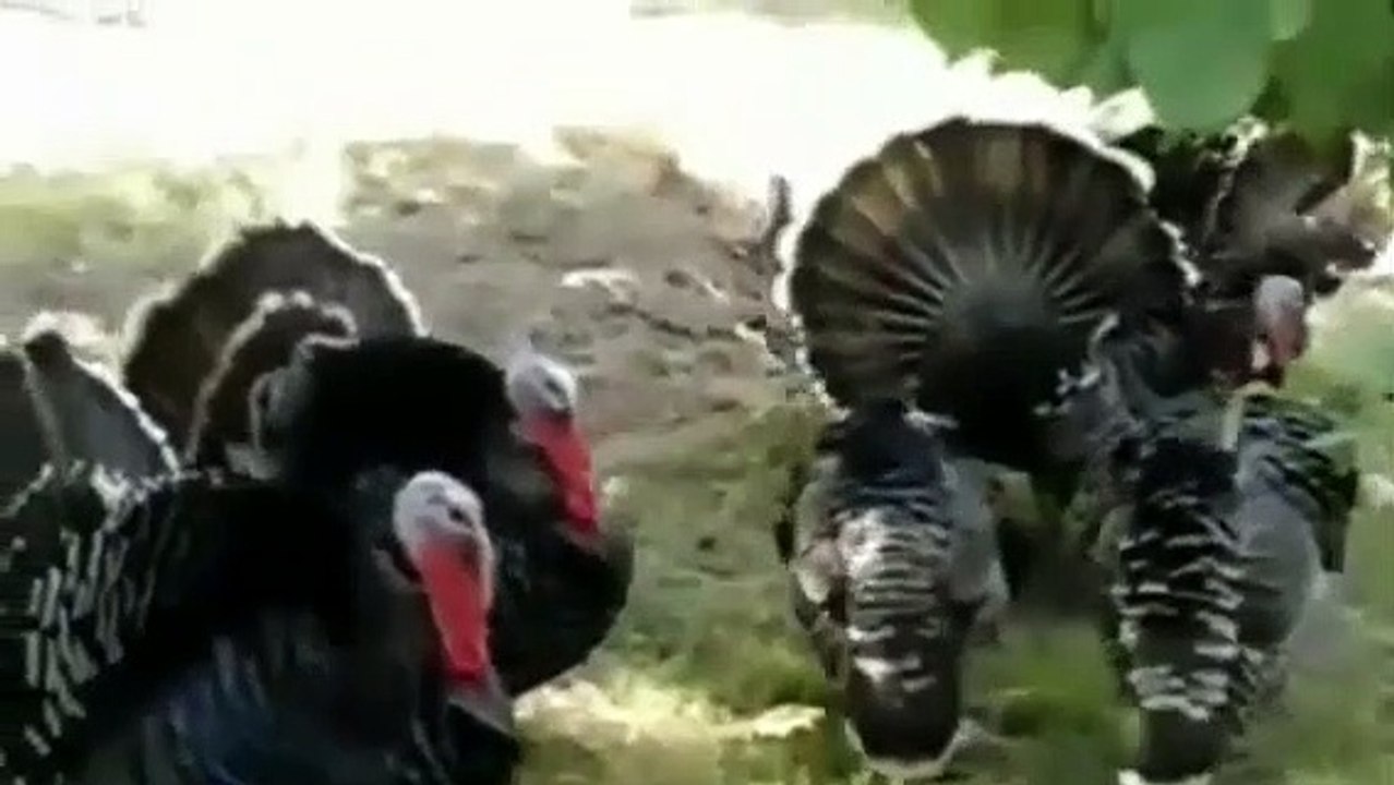 Misirga hindi sesleri erkek hindiler misirga vi...