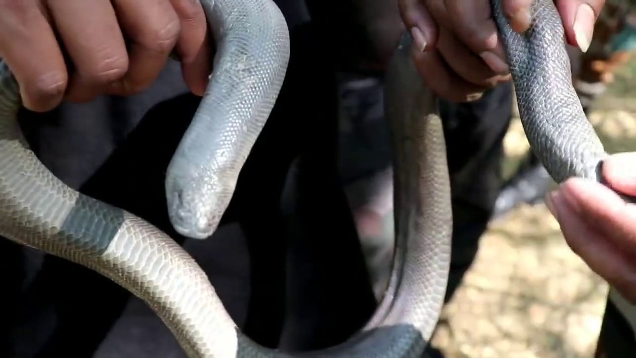 25 करोड़ में बिकने वाला दो मुहां साप का असली सच, Rescue red sand boa from Ahmednagar