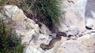 Snake Fight to the Death - Cape Cobra vs Puff Adder