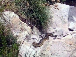 Snake Fight to the Death - Cape Cobra vs Puff Adder