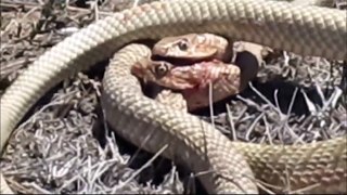 Snakes Fight to the Death