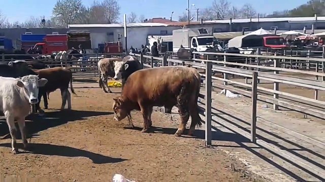 Inek inek yavruları sevimli buzağilar inek tosun koyun kuzu sesleri videosu