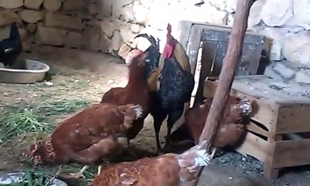 Horoz tavuk ciftlesmesi denizli horozun otusu sesi tavuk sesi tavuk horoz ciftlesmesi