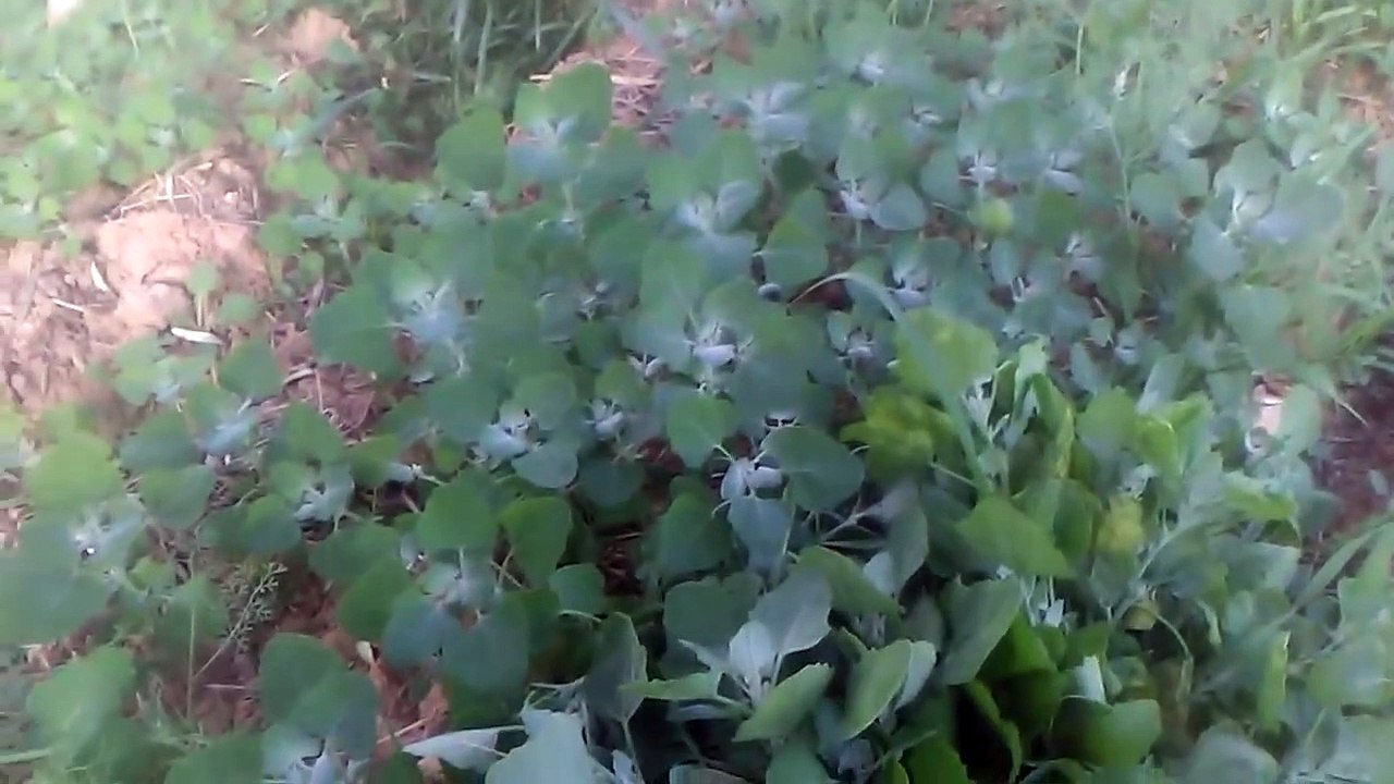 Sirken otunun faydaları yabani ıspanak sirken otunun faydaları yararları nelerdir