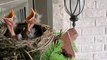 Sleepy Baby Birds Fooled by Knock Into Thinking It's Feeding Time