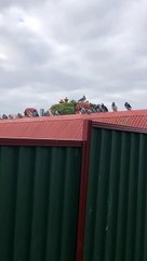 Pigeon Won't Stop Spinning