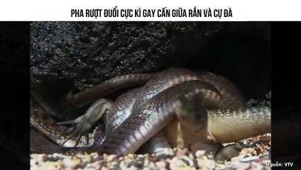 PHA RƯỢT ĐUỔI CỰC KÌ GAY CẤN GIỮA RẮN VÀ CỰ ĐÀ