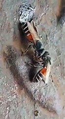 How_bees_collect_honey_#(360p)