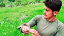 Hakkarili gençler, Türkiye'nin en zehirli yılanı koca engerekle oynayıp doğaya saldılar