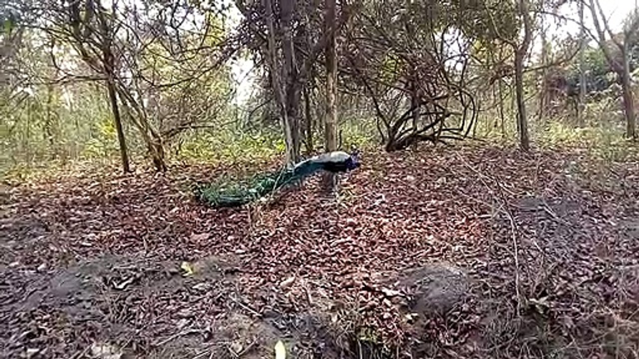 Peacock