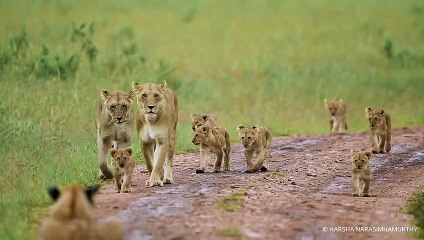 Black Rock Lion Pride Enjoy a Rainy Morning