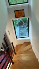 Curious Kitty Gets Stuck in Fish Tank